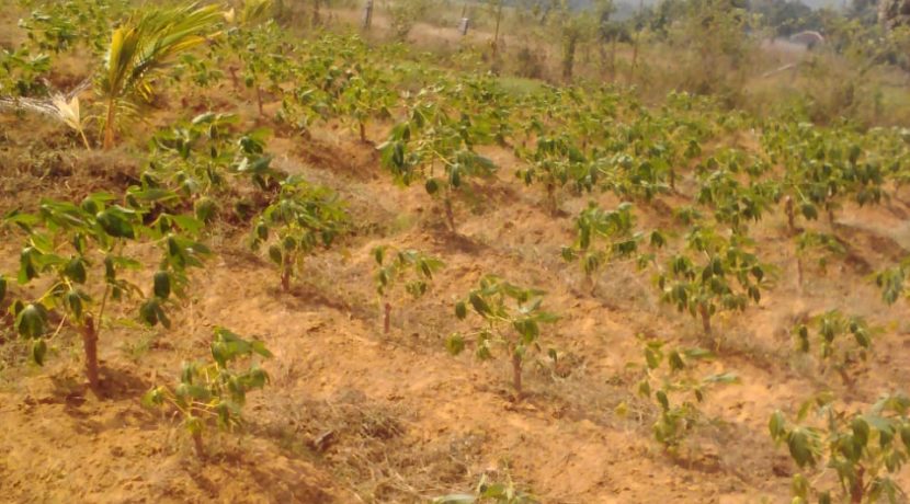 Palaghat Land Image 1