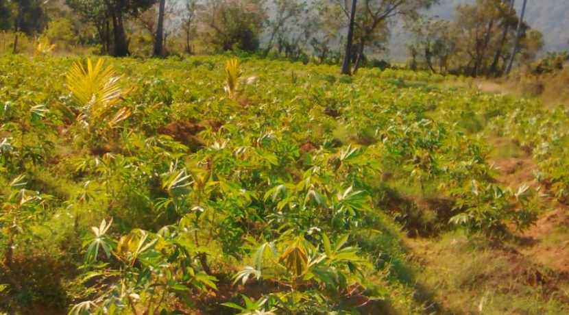 Palaghat Land Image 5